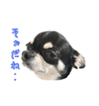 チワワのハルです（個別スタンプ：40）