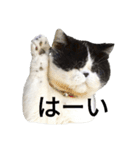 ぶさかわ猫☆エキゾチックショートヘア☆（個別スタンプ：1）