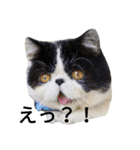 ぶさかわ猫☆エキゾチックショートヘア☆（個別スタンプ：2）