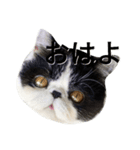 ぶさかわ猫☆エキゾチックショートヘア☆（個別スタンプ：3）