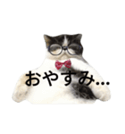 ぶさかわ猫☆エキゾチックショートヘア☆（個別スタンプ：4）
