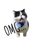 ぶさかわ猫☆エキゾチックショートヘア☆（個別スタンプ：5）