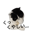 ぶさかわ猫☆エキゾチックショートヘア☆（個別スタンプ：6）