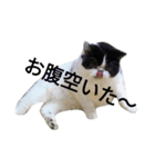 ぶさかわ猫☆エキゾチックショートヘア☆（個別スタンプ：8）