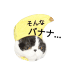ぶさかわ猫☆エキゾチックショートヘア☆（個別スタンプ：9）