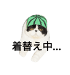 ぶさかわ猫☆エキゾチックショートヘア☆（個別スタンプ：10）