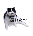 ぶさかわ猫☆エキゾチックショートヘア☆（個別スタンプ：15）