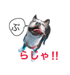 らんち姐さん（個別スタンプ：1）