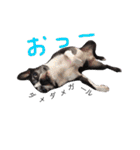 らんち姐さん（個別スタンプ：20）