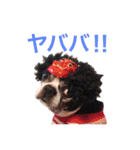 らんち姐さん（個別スタンプ：33）