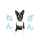 らんち姐さん（個別スタンプ：35）