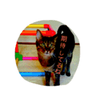 にゃんこ達の日常。（個別スタンプ：6）