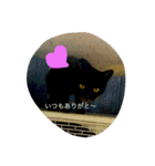 にゃんこ達の日常。（個別スタンプ：11）