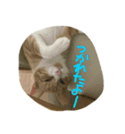 にゃんこ達の日常。（個別スタンプ：12）