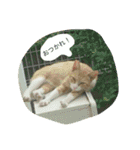 にゃんこ達の日常。（個別スタンプ：13）