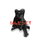 ねこ―（個別スタンプ：1）