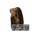 ねこ―（個別スタンプ：2）