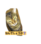 ねこ―（個別スタンプ：3）