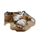 ねこ―（個別スタンプ：4）