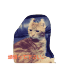 ねこ―（個別スタンプ：5）