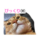 ねこ―（個別スタンプ：6）
