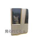 ねこ―（個別スタンプ：7）