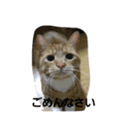 ねこ―（個別スタンプ：8）