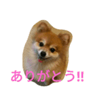 ポメラニアン メル  たのしく日常会話❤（個別スタンプ：6）