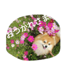 ポメラニアン メル  たのしく日常会話❤（個別スタンプ：7）