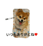 ポメラニアン メル  たのしく日常会話❤（個別スタンプ：9）