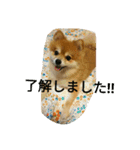 ポメラニアン メル  たのしく日常会話❤（個別スタンプ：10）