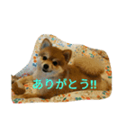 ポメラニアン メル  たのしく日常会話❤（個別スタンプ：11）