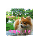 ポメラニアン メル  たのしく日常会話❤（個別スタンプ：12）