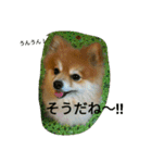 ポメラニアン メル  たのしく日常会話❤（個別スタンプ：13）