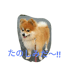 ポメラニアン メル  たのしく日常会話❤（個別スタンプ：14）