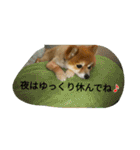 ポメラニアン メル  たのしく日常会話❤（個別スタンプ：16）