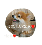 ポメラニアン メル  たのしく日常会話❤（個別スタンプ：17）