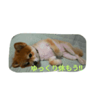 ポメラニアン メル  たのしく日常会話❤（個別スタンプ：19）