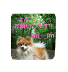ポメラニアン メル  たのしく日常会話❤（個別スタンプ：20）