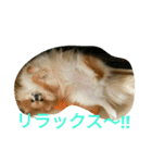 ポメラニアン メル  たのしく日常会話❤（個別スタンプ：21）