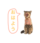 Mugi＆Halu（個別スタンプ：1）