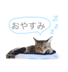 Mugi＆Halu（個別スタンプ：2）