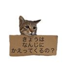 Mugi＆Halu（個別スタンプ：3）