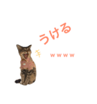 Mugi＆Halu（個別スタンプ：7）