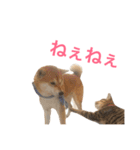 Mugi＆Halu（個別スタンプ：21）