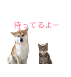 Mugi＆Halu（個別スタンプ：22）