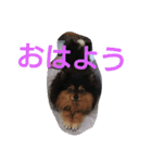 西瓜丸 01（個別スタンプ：1）
