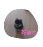 西瓜丸 01（個別スタンプ：8）