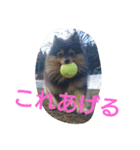 西瓜丸 01（個別スタンプ：9）