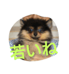 西瓜丸 01（個別スタンプ：15）